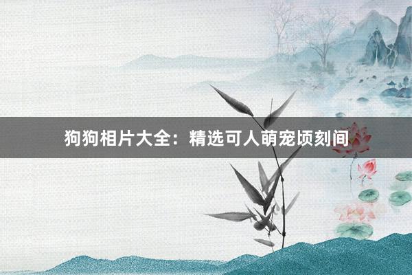 狗狗相片大全：精选可人萌宠顷刻间
